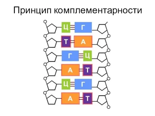 Принцип комплементарности