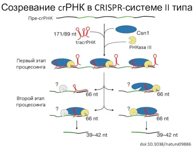 Созревание crРНК в CRISPR-системе II типа doi:10.1038/nature09886