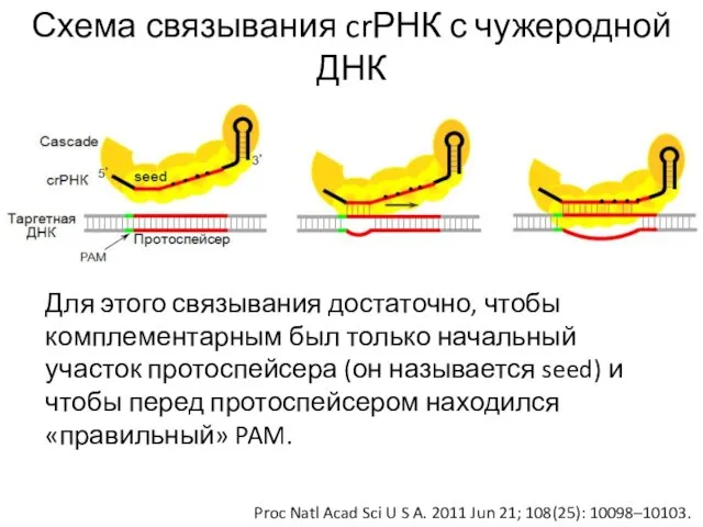 Схема связывания crРНК с чужеродной ДНК Proc Natl Acad Sci