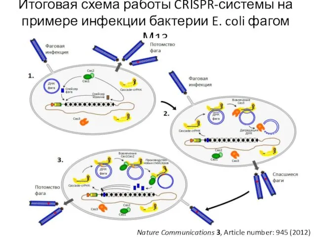 Итоговая схема работы CRISPR-системы на примере инфекции бактерии E. coli