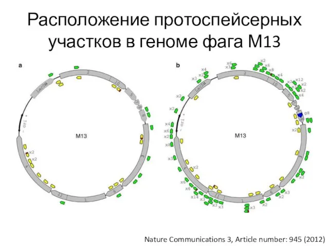 Расположение протоспейсерных участков в геноме фага М13 Nature Communications 3, Article number: 945 (2012)