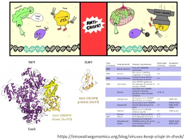 https://innovativegenomics.org/blog/viruses-keep-crispr-in-check/