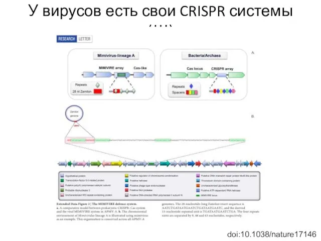 У вирусов есть свои CRISPR системы(!!!) doi:10.1038/nature17146