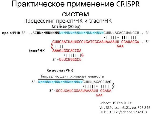 Практическое применение CRISPR систем Science 15 Feb 2013: Vol. 339, Issue 6121, pp. 823-826 DOI: 10.1126/science.1232033