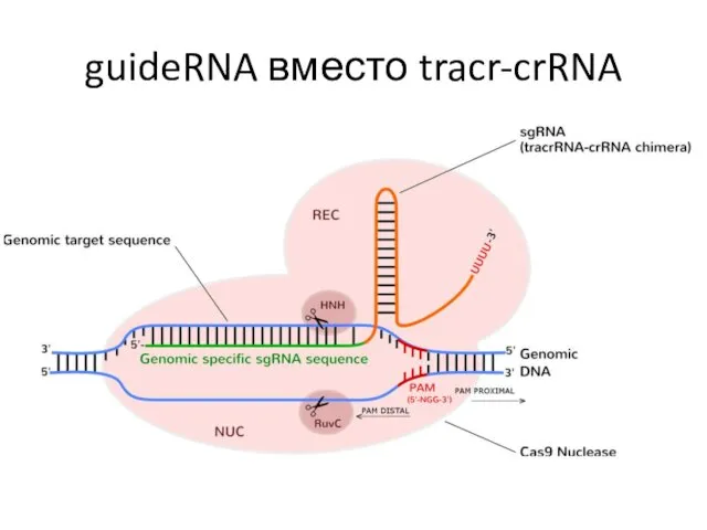 guideRNA вместо tracr-crRNA