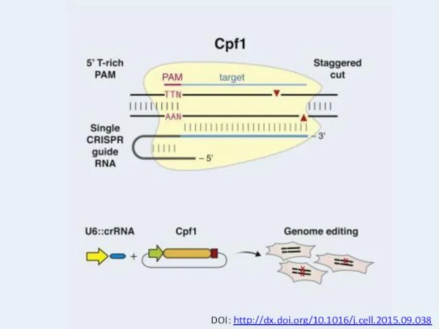 DOI: http://dx.doi.org/10.1016/j.cell.2015.09.038