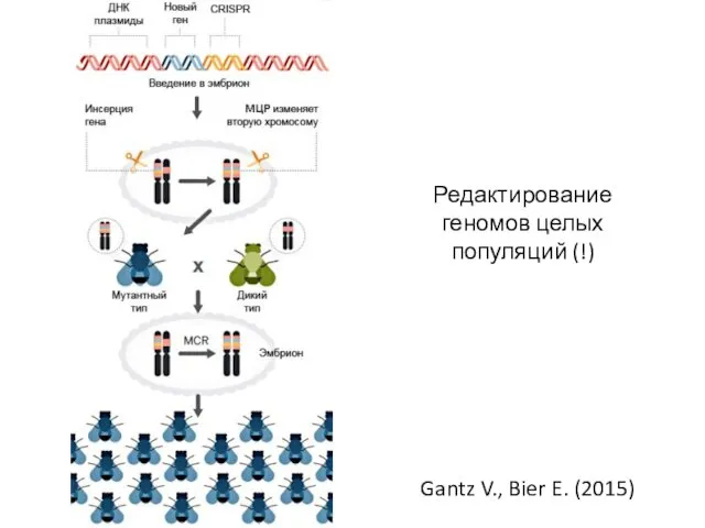 Редактирование геномов целых популяций (!) Gantz V., Bier E. (2015)