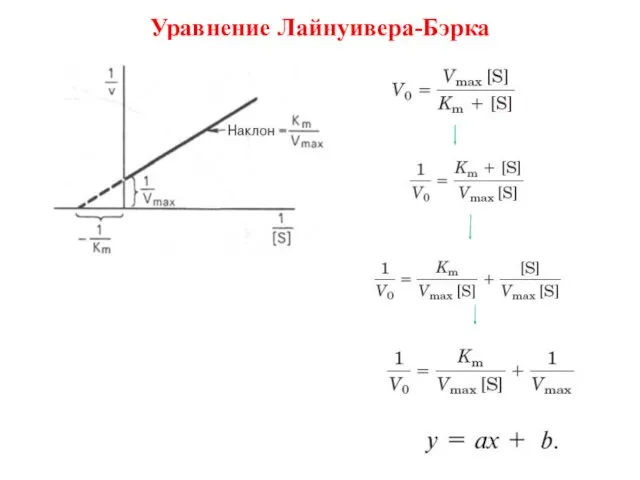 Уравнение Лайнуивера-Бэрка