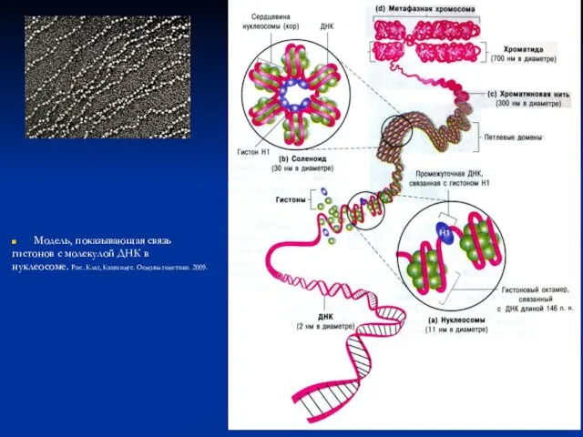 Модель, показывающая связь гистонов с молекулой ДНК в нуклеосоме. Рис. Клаг, Каммингс. Основы генетики. 2009.