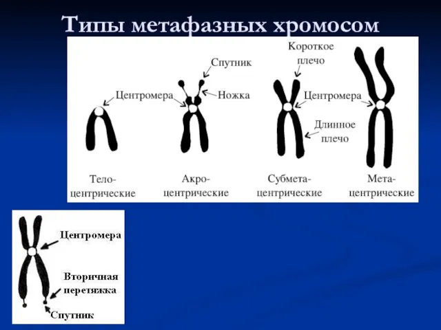 Типы метафазных хромосом