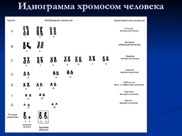 Идиограмма хромосом человека