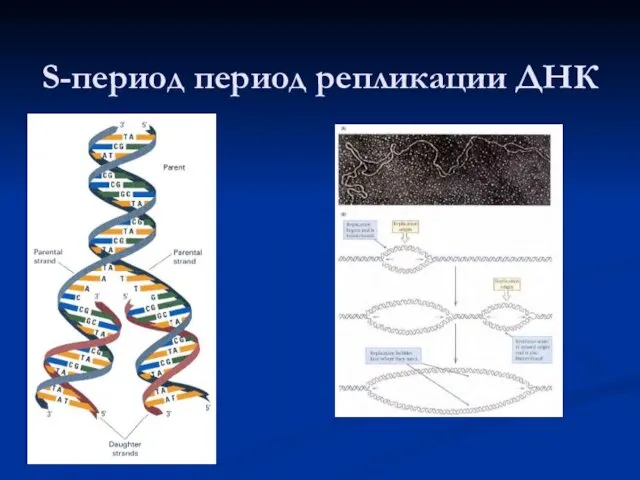 S-период период репликации ДНК