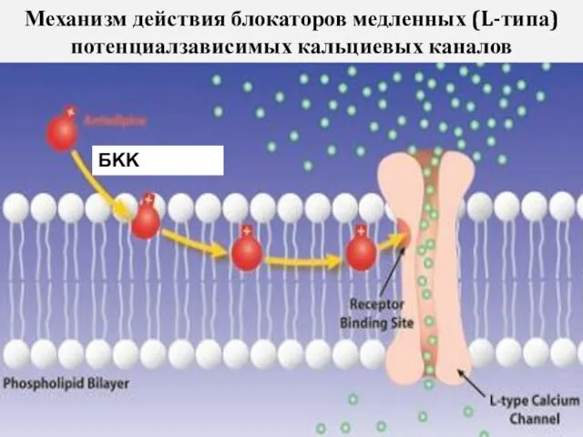 БKK Механизм действия блокаторов медленных (L-типа) потенциалзависимых кальциевых каналов