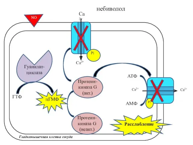 Гуанилат- циклаза Са2+ Са2+ АТФ АМФ Гладкомышечная клетка сосуда небиволол