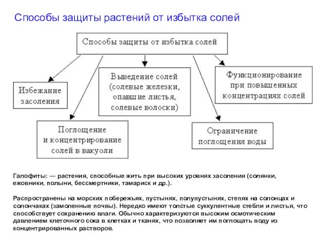 Способы защиты растений от избытка солей Галофиты: — растения, способные