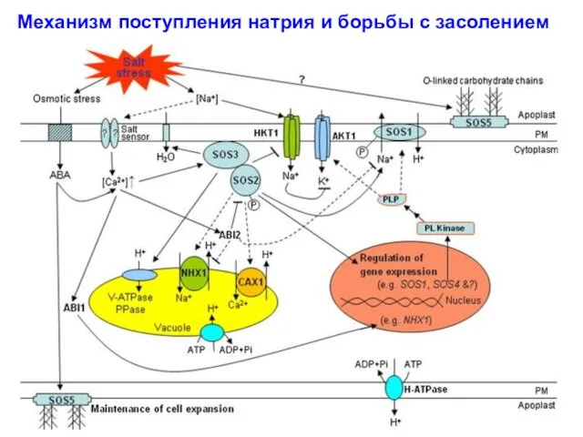 Механизм поступления натрия и борьбы с засолением