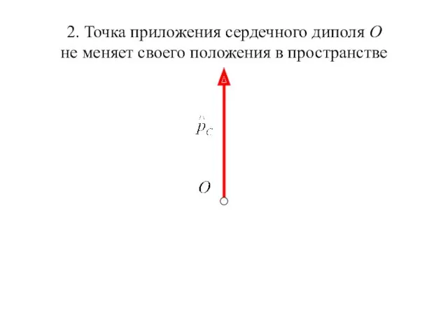 2. Точка приложения сердечного диполя О не меняет своего положения в пространстве