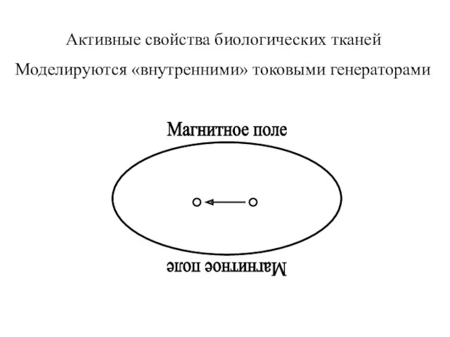 Активные свойства биологических тканей Моделируются «внутренними» токовыми генераторами Магнитное поле Магнитное поле