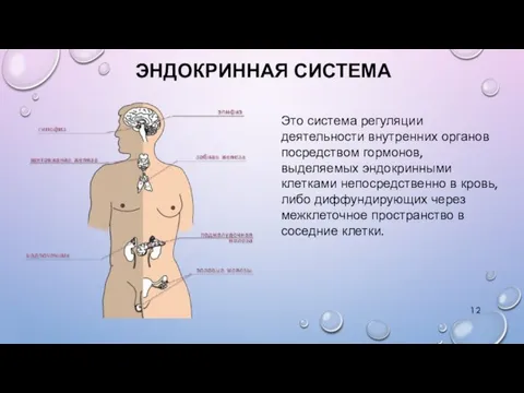 ЭНДОКРИННАЯ СИСТЕМА Это система регуляции деятельности внутренних органов посредством гормонов,