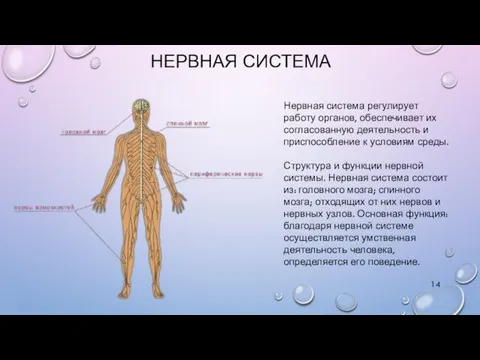 НЕРВНАЯ СИСТЕМА Нервная система регулирует работу органов, обеспечивает их согласованную