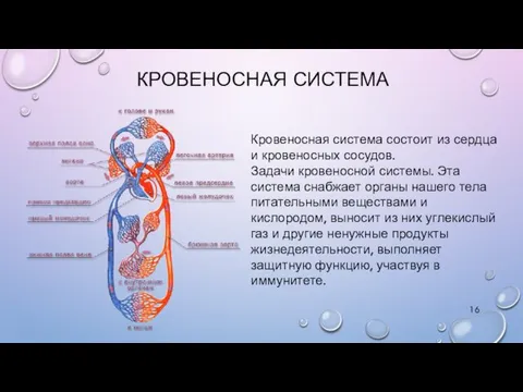 КРОВЕНОСНАЯ СИСТЕМА Кровеносная система состоит из сердца и кровеносных сосудов.