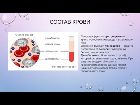 СОСТАВ КРОВИ Основная функция эритроцитов — транспортировка кислорода и углекислого