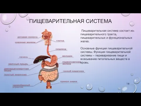 ПИЩЕВАРИТЕЛЬНАЯ СИСТЕМА Пищеварительная система состоит из: пищеварительного тракта; пищеварительных и