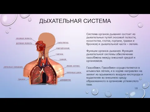 ДЫХАТЕЛЬНАЯ СИСТЕМА Система органов дыхания состоит из дыхательных путей (носовой