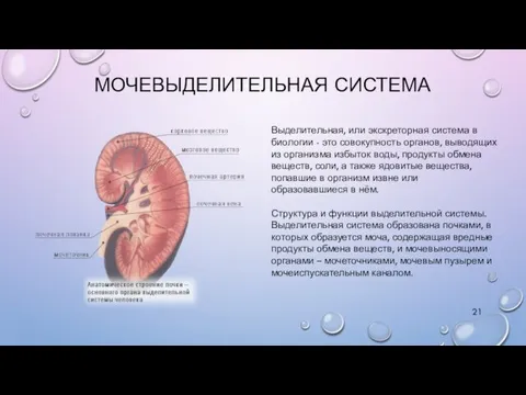 МОЧЕВЫДЕЛИТЕЛЬНАЯ СИСТЕМА Выделительная, или экскреторная система в биологии - это