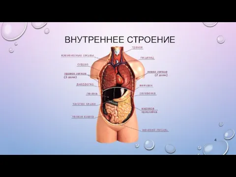 ВНУТРЕННЕЕ СТРОЕНИЕ