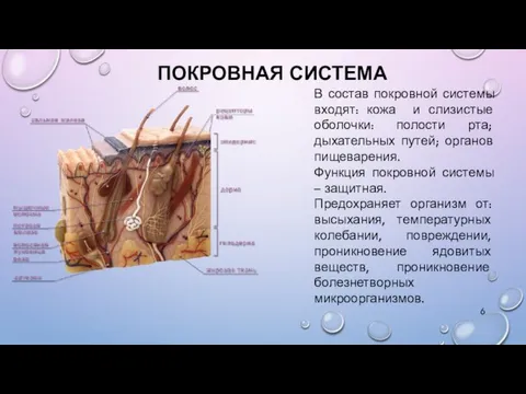 ПОКРОВНАЯ СИСТЕМА В состав покровной системы входят: кожа и слизистые