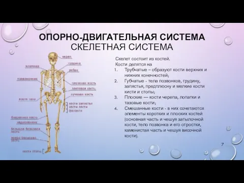 ОПОРНО-ДВИГАТЕЛЬНАЯ СИСТЕМА СКЕЛЕТНАЯ СИСТЕМА Скелет состоит из костей. Кости делятся