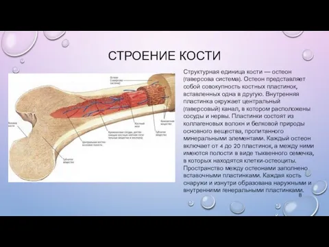 СТРОЕНИЕ КОСТИ Структурная единица кости — остеон (гаверсова система). Остеон