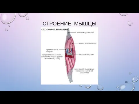 СТРОЕНИЕ МЫШЦЫ