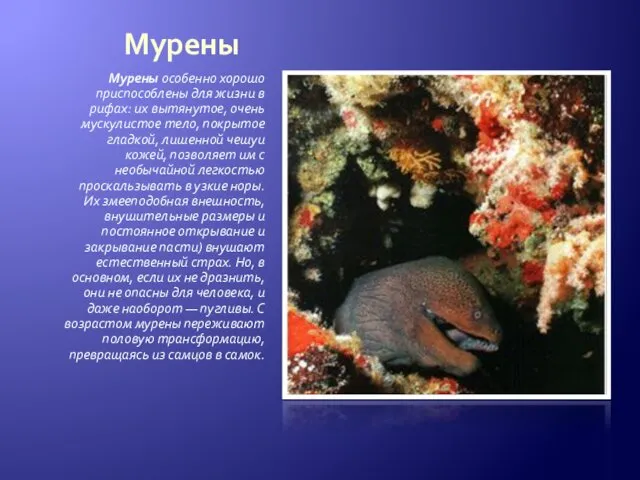 Мурены Мурены особенно хорошо приспособлены для жизни в рифах: их