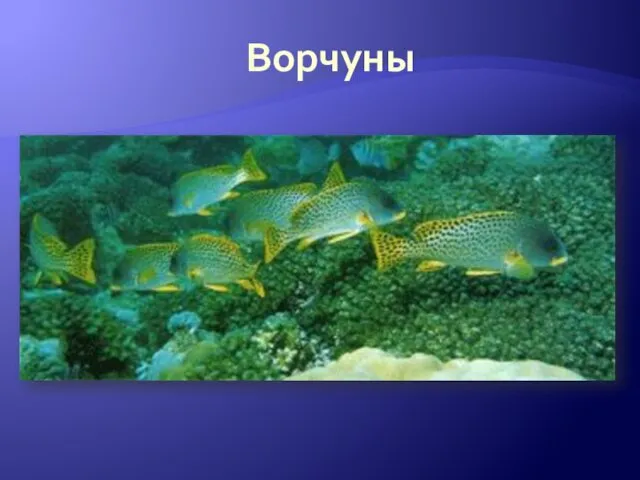 Ворчуны