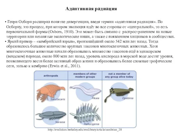 Адаптивная радиация Генри Осборн расширил понятие дивергенции, введя термин «адаптивная радиация». По Осборну,