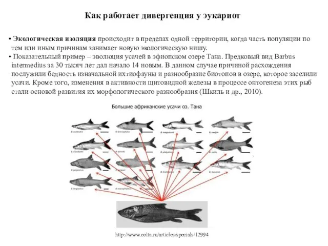 Как работает дивергенция у эукариот Экологическая изоляция происходит в пределах