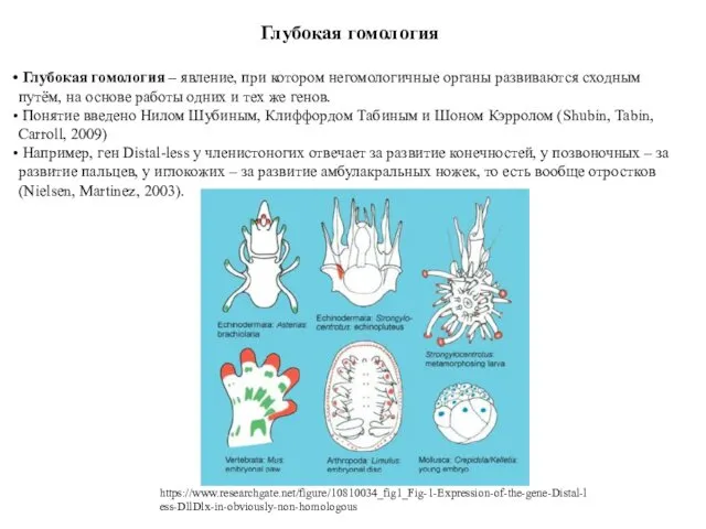 Глубокая гомология Глубокая гомология – явление, при котором негомологичные органы