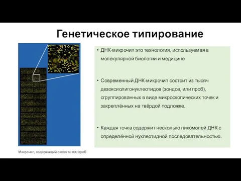 Генетическое типирование ДНК-микрочип это технология, используемая в молекулярной биологии и