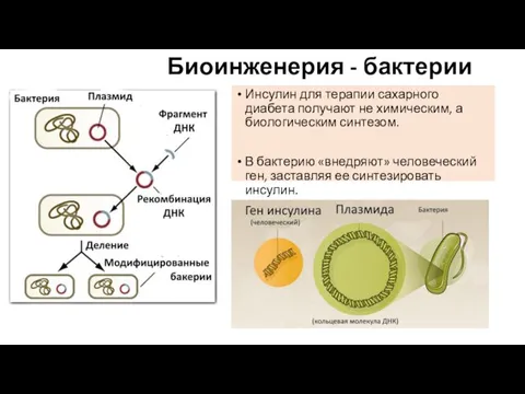 Биоинженерия - бактерии Инсулин для терапии сахарного диабета получают не