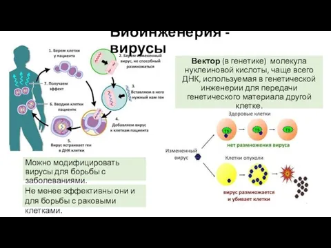 Биоинженерия - вирусы Вектор (в генетике) молекула нуклеиновой кислоты, чаще