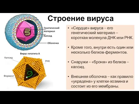 Строение вируса «Сердце» вируса – его генетический материал – короткая