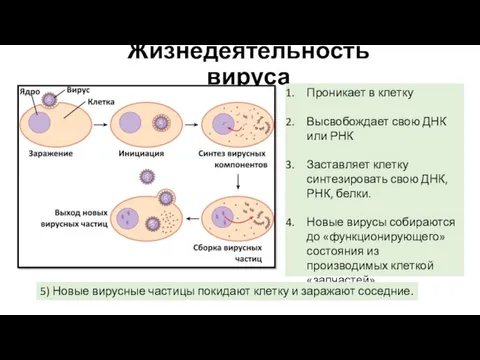 Жизнедеятельность вируса Проникает в клетку Высвобождает свою ДНК или РНК