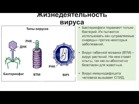 Жизнедеятельность вируса Бактериофаги поражают только бактерий. Их пытаются использовать как