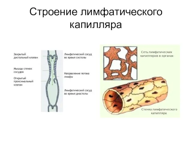 Строение лимфатического капилляра