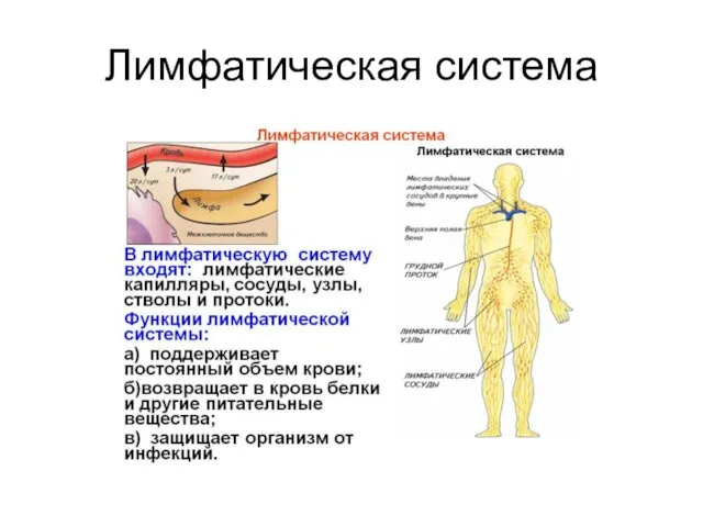 Лимфатическая система