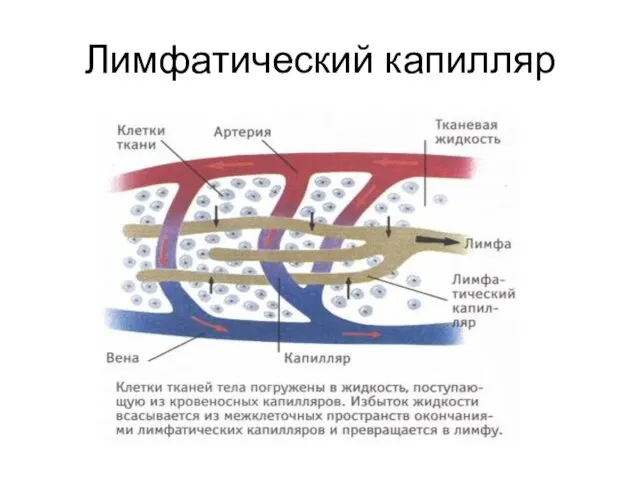 Лимфатический капилляр