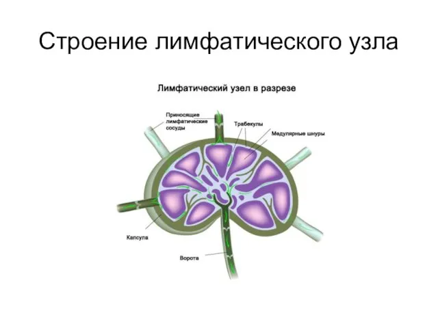 Строение лимфатического узла