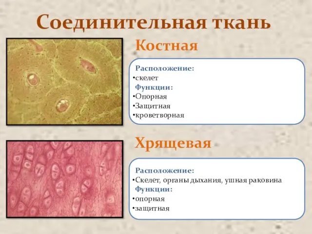 Соединительная ткань Костная Хрящевая Расположение: скелет Функции: Опорная Защитная кроветворная